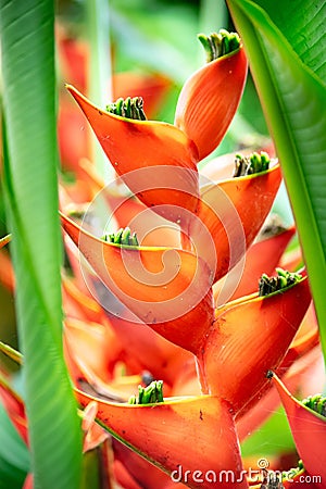 A close up of a tropical orange flower Stock Photo