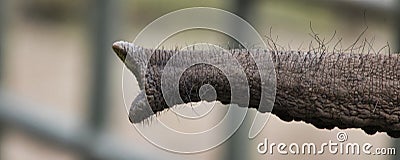 Close-up of the trunk of an African elephant Loxodonta africana, isolated against a blurred background with bokeh, concept image Stock Photo