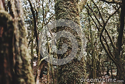 Close up of trunk in deep wild natural forest with musk on it. Concept of environment and earth planet protection in natural Stock Photo