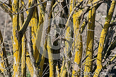 close up trunk of elder, yellow ichens Stock Photo