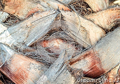 Close up of trunk of palm tree surface background texture pattern. Stock Photo