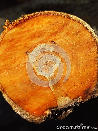 Close-up of the trunk of a sawn apple tree Stock Photo