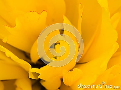 Close-up Tulip macro of anthers with pollen grains of yellow Tulip flower. Stock Photo