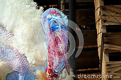 Close Up Turkey Face With Wattle and Copy Space Stock Photo