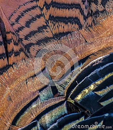 Close Up of Turkey Feathers with Colorful Design Stock Photo