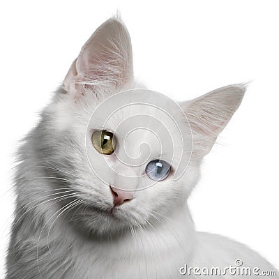 Close up of a Turkish Angora (18 months old) Stock Photo