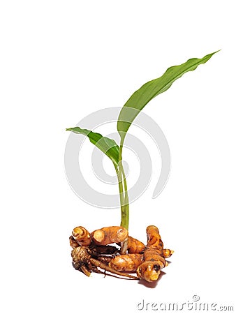 Close Up Turmeric or Curcuma Longa Linn isolated on white background Stock Photo