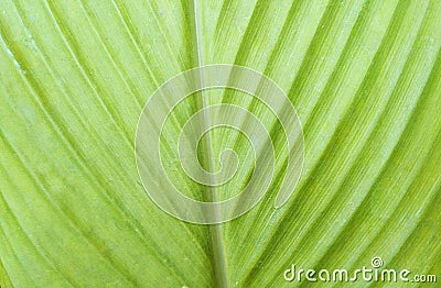 Close up of turmeric leaf. As background. Stock Photo