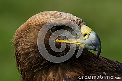 Close-up of turned head of golden eagle Stock Photo