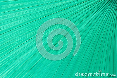 Close up turquoise palm leaf Stripe for texture and background Stock Photo