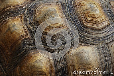 Close up Turtle carapace Stock Photo