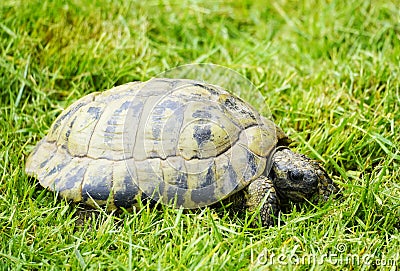 Close up of a turtle on a green meadow Stock Photo