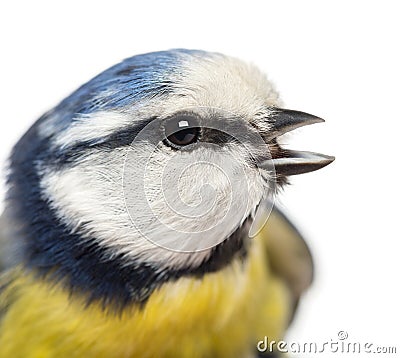 Close-up of a tweeting Blue Tit, Cyanistes caeruleus Stock Photo