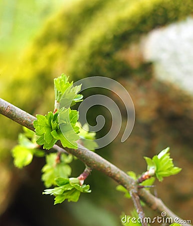 Close up of a twig of the common hawthorn with budding bright green spring leaves budding from twigs Stock Photo