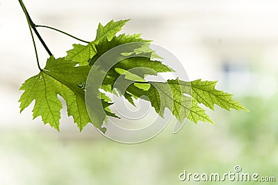 Close up of twig with maple leaf Stock Photo