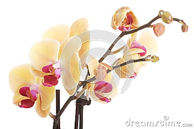 Close up twig of yellow orchid flower Stock Photo