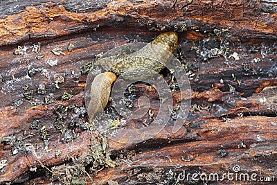 Close-up of two adult light Caucasian mollusk slug forest Arion Stock Photo