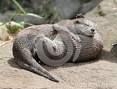 Two Asian Short Clawed Otters cuddling Stock Photo