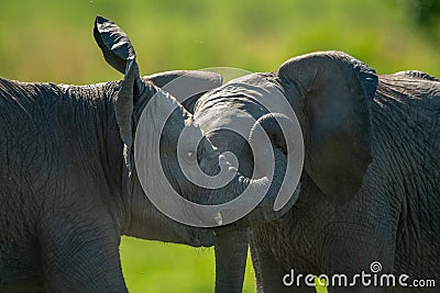 Close-up of two baby elephants play fighting Stock Photo