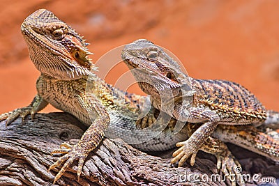 Close up of two bearded dragons (Bartagame) looking in the same direction Stock Photo
