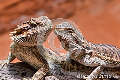 Close up of two bearded dragons (Bartagame) looking to each other Stock Photo