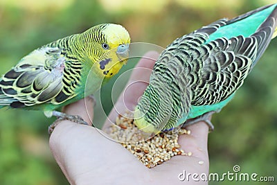 Feeding parakeet birds from hand Stock Photo