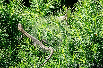 Close-up of two beautiful little meadow lizards. Lizard Darevskia praticola lacerta praticola Lacertidae bask Stock Photo