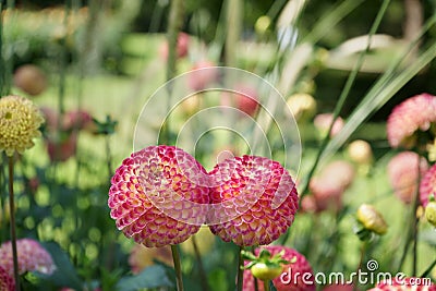 Two pompon Dahlias Pink and yellow colors Blurred garden background Stock Photo