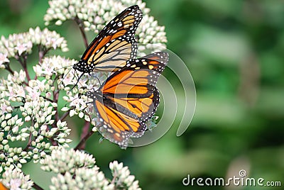 A close up of two monarch butterflies sitting on a white flower. Stock Photo