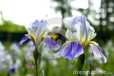 Close-up of two blue iris flower Stock Photo