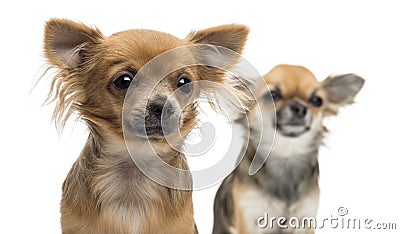 Close-up of two Chihuahuas looking away Stock Photo