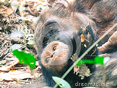 Close up of two Chimpanzees sitting in forest at Gombe National Park Stock Photo