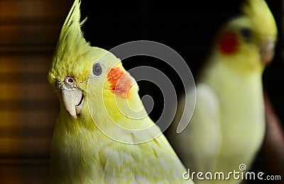 Close up with two cockatiels in a cage, one focused on the foreground, one blurred, black background Stock Photo