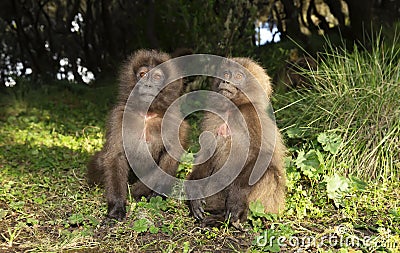 Close up of two cute baby Gelada monkeys Stock Photo