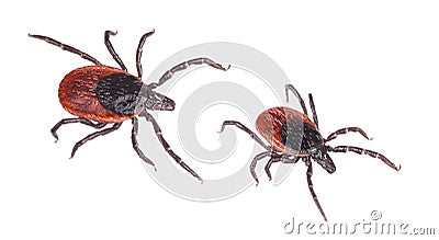 Close-up of two deer ticks. Castor bean tick. Ixodes ricinus Stock Photo