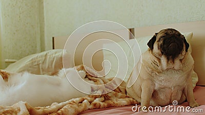 Close up of two dogs on bed in room. White spitz lies and plays, biting blanket. Relaxed pug sits and yawns. Stock Photo