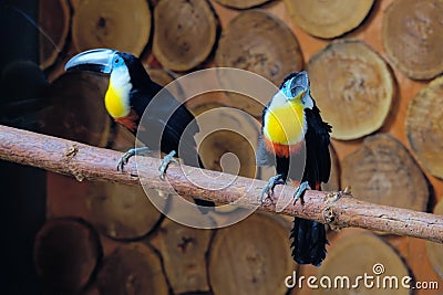 Droll Bird Stock Photo