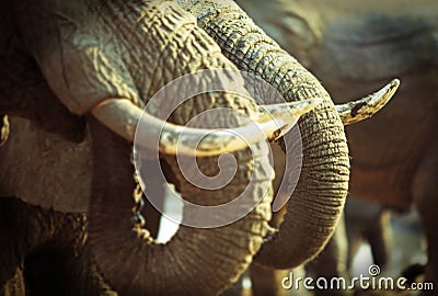 Close up of Two Elephants Trunks drinking in Hwange National Park, Zimbabwe, Southern Africa Stock Photo