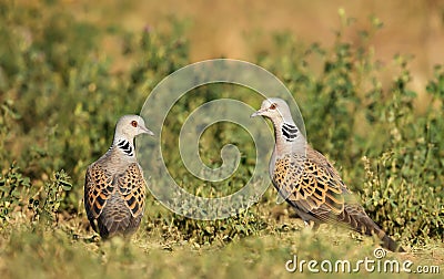 Close up of two European turtle doves in grass Stock Photo