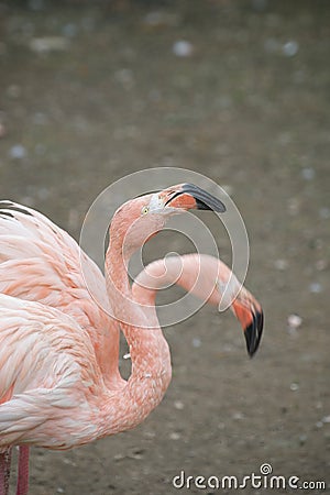 Two Flamingos moving their head with different rythm Stock Photo