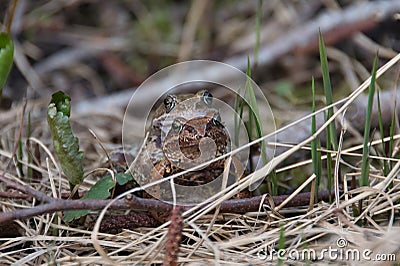 Close-up of two frogs of different sexes during copulation. Stock Photo