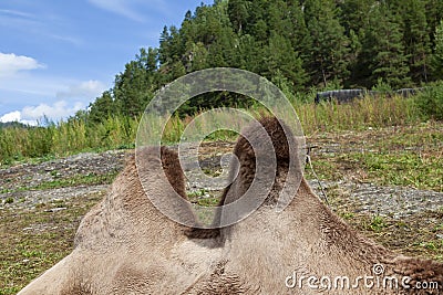 Close-up on two humps A camel with a brown skin on a background of green grass in the mountains with a forest, lies on the ground Stock Photo