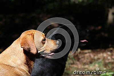 Close-up of two labrador retrievers synchronised Stock Photo