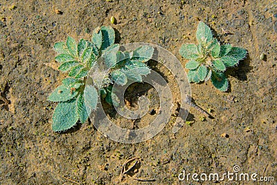 Leguminous plant Stock Photo