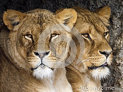 Close up of two lioness sisters Stock Photo