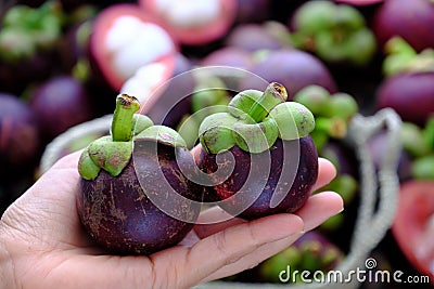 Two mangosteen in woman hand on blurred mangostana garcinia background Stock Photo