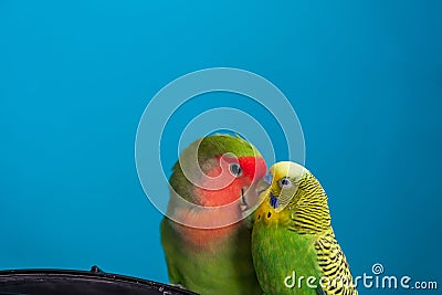 A close up of two parrots - budgie and lovebird. Moment of tenderness between a parrots of different species Stock Photo