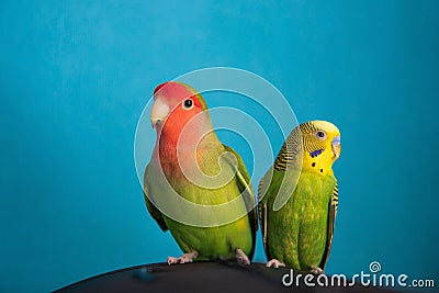 A close up of two parrots - rosy-faced lovebird and budgie sitting on the cage Stock Photo