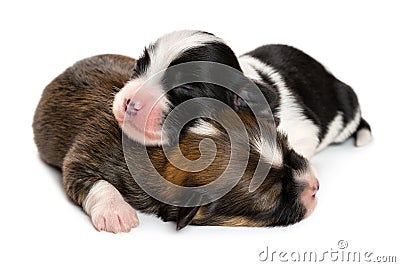 Close up of two sleeping 1 week old havanese puppies Stock Photo