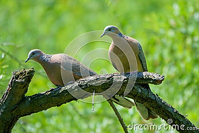 Spilopelia chinensis Stock Photo